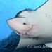 ray_eagle_dr_ci_h_0098_cos3938_face.jpg